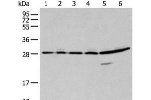 Western blot analysis of 293T A549 and Hela cell using SFN Polyclonal Antibody at dilution of 1:250 (14-3-3 sigma/SFN anticorps)