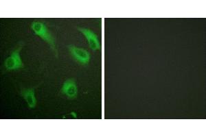 Peptide - +Immunofluorescence analysis of HeLa cells, using CD88/C5aR (Ab-338) antibody. (C5AR1 anticorps  (Ser338))