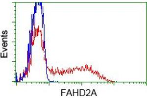HEK293T cells transfected with either pCMV6-ENTRY FAHD2A (RC211128) (Red) or empty vector control plasmid (Blue) were immunostained with anti-FAHD2A mouse monoclonal (ABIN2453018), and then analyzed by flow cytometry. (FAHD2A anticorps)
