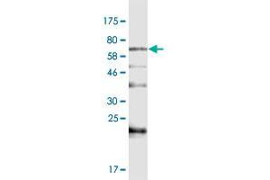 Western Blot detection against Immunogen (82. (BAIAP2L1 anticorps  (AA 1-511))