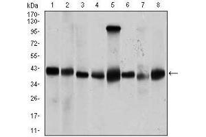 Western blot analysis using PPM1A mouse mAb against Jurkat (1), Jurkat (2), A431 (3), HeLa (4), HEK293 (5), Raji (6), MCF-7 (7), and COS7 (8) cell lysate.