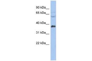 WB Suggested Anti-RALY Antibody Titration:  0. (Raly anticorps  (Middle Region))
