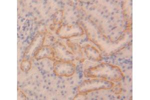 IHC-P analysis of Rat Tissue, with DAB staining. (IKbIP anticorps  (AA 80-315))
