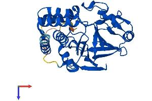 AlphaFold protein structure predicition of Human Recombinant PPP2CA Protein, UniprotID P67775