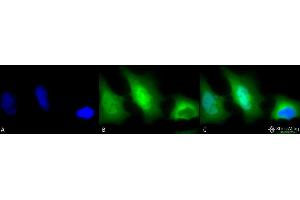 Immunocytochemistry/Immunofluorescence analysis using Rabbit Anti-SOD (Cu/Zn) Polyclonal Antibody .
