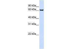 WB Suggested Anti-SOX13 Antibody Titration: 0. (SOX13 anticorps  (Middle Region))