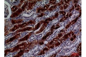 Immunohistochemistry (IHC) analysis of paraffin-embedded Human Kidney, antibody was diluted at 1:100.
