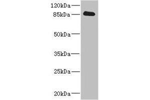 Western blot All lanes: CDH10 antibody IgG at 3.