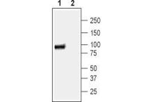 Western blot analysis of human Colo-205 colon adenocarcinoma cell lysate: - 1.