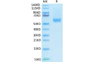 Biotinylated Human BAFF (Trimer) on Tris-Bis PAGE under reduced condition.