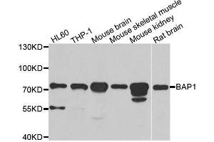 Western blot analysis of extracts of various cell lines, using BAP1 antibody. (BAP1 anticorps  (AA 460-729))