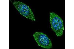 Confocal immunofluorescent analysis of CSF2 Antibody (Center) (Cat#AP51097PU-N) with 293 cell followed by Alexa Fluor 488-conjugated goat anti-rabbit lgG (green).