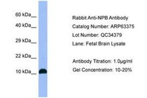 Neuropeptide B anticorps  (AA 64-113)