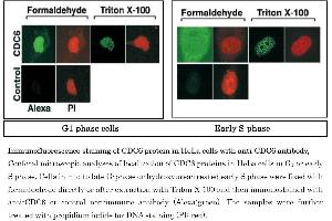 Immunofluorescence (IF) image for anti-Cell Division Cycle 6 Homolog (S. Cerevisiae) (CDC6) (AA 1-326) antibody (ABIN2451939)