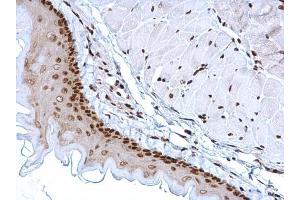 IHC-P Image HMGB1 antibody detects HMGB1 protein at nucleus on mouse esophagus by immunohistochemical analysis. (HMGB1 anticorps)