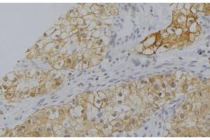 ABIN6277563 at 1/100 staining Human uterus tissue by IHC-P. (CFP anticorps  (Internal Region))