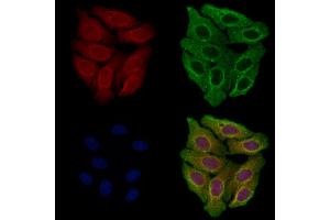 ABIN7094549 and ABIN7098598 staining Hela cells by IF/ICC.