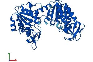 AlphaFold protein structure predicition of Human Recombinant PGK2 Protein, UniprotID P07205