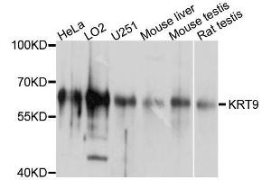 Western blot analysis of extracts of various cell lines, using KRT9 antibody. (KRT9 anticorps  (AA 150-450))