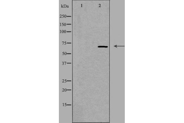 NEIL3 antibody  (C-Term)
