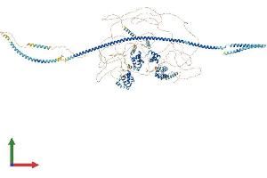 AlphaFold protein structure predicition of Mouse Recombinant Cux1 Protein, UniprotID P53564
