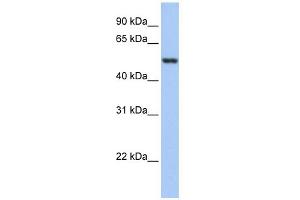 WB Suggested Anti-GSR Antibody Titration: 0. (Glutathione Reductase anticorps  (N-Term))