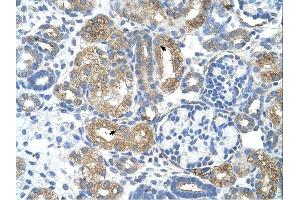 Cobl-Like 1 antibody was used for immunohistochemistry at a concentration of 4-8 ug/ml. (COBLL1 anticorps  (N-Term))