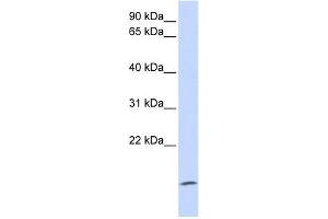 ZG16 antibody used at 1 ug/ml to detect target protein. (ZG16 anticorps  (Middle Region))