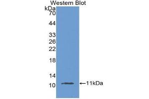 Western blot analysis of the recombinant protein. (MUC2 anticorps  (AA 27-110))