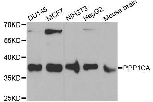 Western blot analysis of extracts of various cell lines, using PPP1CA antibody (ABIN6290760) at 1:1000 dilution. (PPP1CA anticorps)