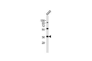 Anti-CTSL Antibody (N-Term)at 1:2000 dilution + A549 whole cell lysates Lysates/proteins at 20 μg per lane.