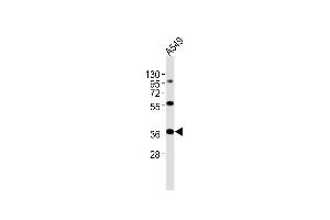 Anti-CTSL Antibody (N-Term)at 1:2000 dilution + A549 whole cell lysates Lysates/proteins at 20 μg per lane. (Cathepsin L anticorps  (AA 97-129))