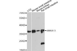 Western blot analysis of extracts of various cell lines, using ANXA13 antibody (ABIN6290067) at 1:3000 dilution. (Annexin A13 anticorps)