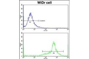 Flow cytometric analysis of widr cells using IGFBP6 Antibody (C-term)(bottom histogram) compared to a negative control cell (top histogram)FITC-conjugated goat-anti-rabbit secondary antibodies were used for the analysis. (IGFBP6 anticorps  (C-Term))
