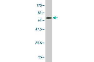 Western Blot detection against Immunogen (63.
