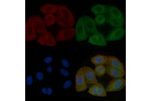 SLC47A2 Mouse Monoclonal Antibody staining Hela cells by IF/ICC.