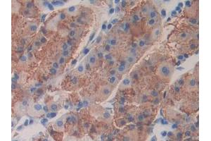 DAB staining on IHC-P; Samples: Human Stomach Tissue (FBLN4 anticorps  (AA 26-443))