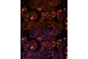 Immunofluorescence analysis of human placenta using L antibody  at dilution of 1:100.