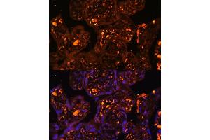 Immunofluorescence analysis of human placenta using L antibody  at dilution of 1:100. (LAIR2 anticorps  (AA 22-120))