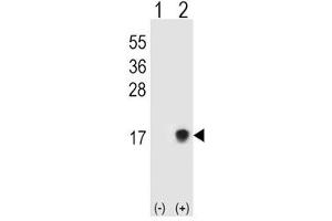 Western blot testing of SUMO2/3 antibody and 293T cell lysate either nontransfected (Lane 1) or transiently transfected (Lane 2) with the SUMO3 gene. (SUMO2/3 anticorps  (AA 49-81))
