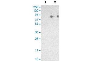 Western Blot analysis of Lane 1: negative control (vector only transfected HEK293T cell lysate) and Lane 2: over-expression lysate (co-expressed with a C-terminal myc-DDK tag in mammalian HEK293T cells) with SIGLEC5 polyclonal antibody .