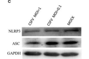 Formation of the NLRP3 inflammasome was induced in PBMCs by CSFV infection.