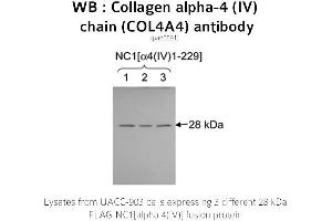 Image no. 1 for anti-Collagen, Type IV, alpha 4 (Col4A4) (C-Term) antibody (ABIN375283)