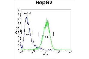 Flow Cytometry (FACS) image for anti-Hexosaminidase A (HEXA) antibody (ABIN3002900) (Hexosaminidase A anticorps)