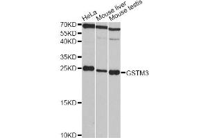 Western blot analysis of extracts of various cell lines, using GSTM3 antibody (ABIN1872914) at 1:3000 dilution. (GSTM3 anticorps)