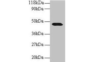 Western blot All lanes: CNPY2 antibody at 2 μg/mL + 293T whole cell lysate Secondary Goat polyclonal to rabbit IgG at 1/15000 dilution Predicted band size: 21, 10 kDa Observed band size: 47 kDa (CNPY2/MSAP anticorps  (AA 22-182))