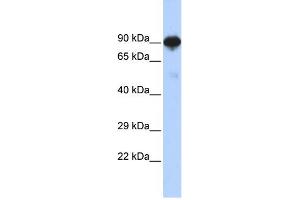 WB Suggested Anti-RFX4 Antibody Titration:  0. (RFX4 anticorps  (N-Term))