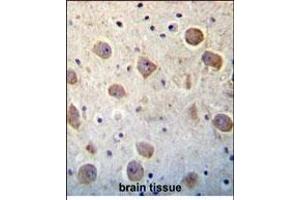 UTS2 Antibody (N-term) (ABIN392523 and ABIN2842080) immunohistochemistry analysis in formalin fixed and paraffin embedded human brain tissue followed by peroxidase conjugation of the secondary antibody and DAB staining. (Urotensin 2 anticorps  (N-Term))