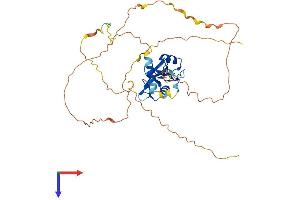 AlphaFold protein structure predicition of Mouse Recombinant Sh2d2a Protein, UniprotID Q9QXK9