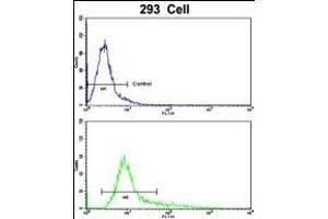 Flow cytometric analysis of 293 cells using TIEG2 Antibody (N-term)(bottom histogram) compared to a negative control cell (top histogram).